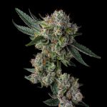 Glue 31 Feminized Cannabis Seeds by Compound Genetics