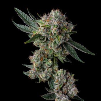 Glue 31 Feminized Cannabis Seeds by Compound Genetics