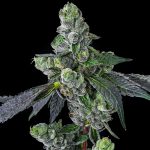 Goofiez² Feminized Cannabis Seeds by Compound Genetics