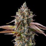 Strawberry-Skrilla-Feminized-Cannabis-Seeds.jpg