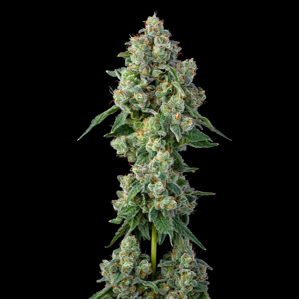 Inside-Joke-Feminized-Cannabis-Seeds-by-Compound-Genetics.jpg