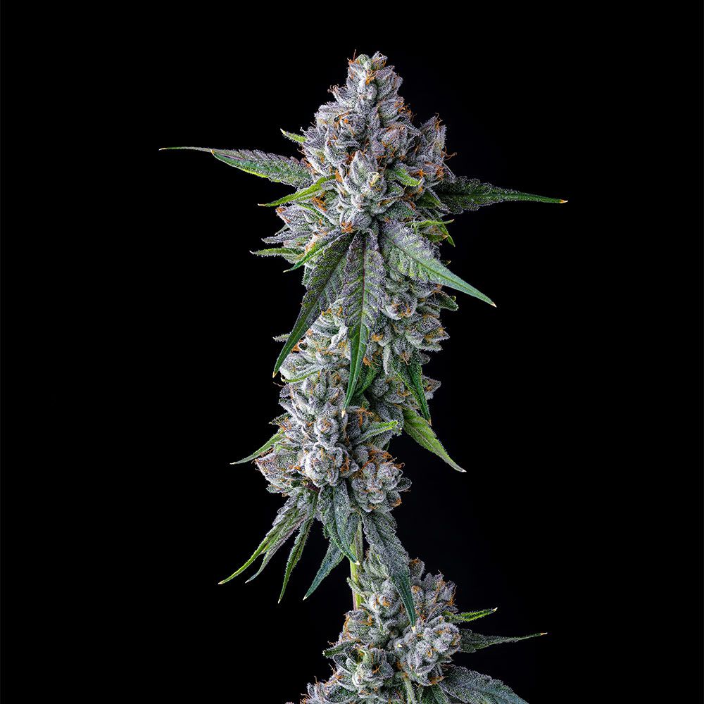 Trillianz-Female-Cannabis-Seeds.jpg
