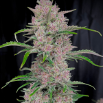 Love Cannabis - Banana Punch Triploid - Feminized Cannabis Seeds