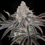 Permafunk by Compound Genetics