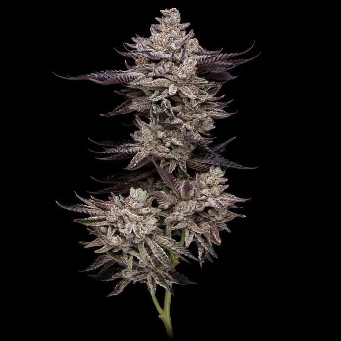 compound-genetics-permafunk-feminized-cannabis-seeds-1.jpg