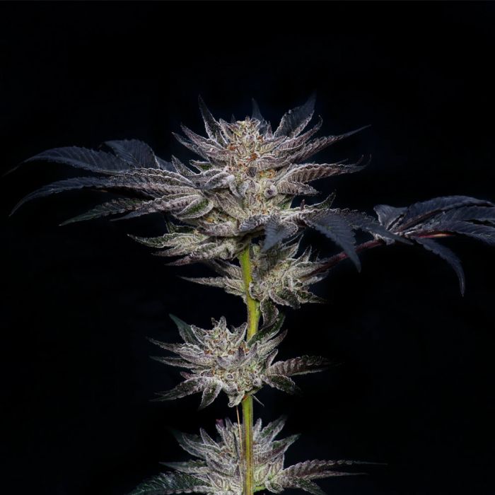 compound-genetics-slipstream-animal-mints-jet-fuel-gelato-cannabis-seeds.jpg