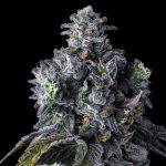 compound-genetics-uk-riot-feminized-seeds.jpg