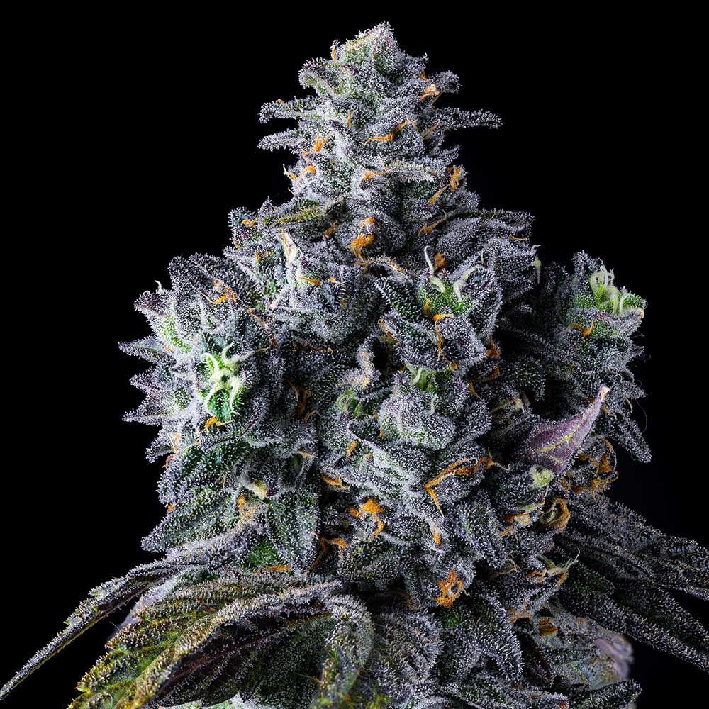 compound-genetics-uk-riot-feminized-seeds-2.jpg