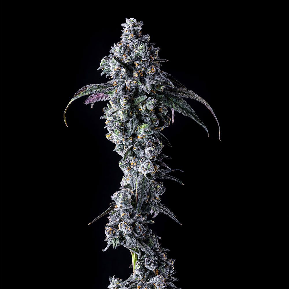 compound-genetics-uk-riot-feminized-seeds.jpg