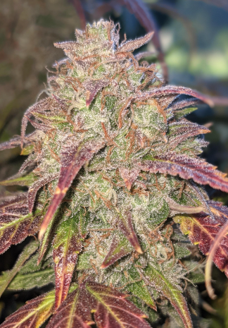 frosted-guava-triploid-seeds-1.png