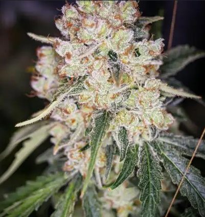 frosted-guava-triploid-seeds-2-1.png