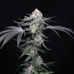 high-society-weed-seeds-compound-genetics_1.jpg