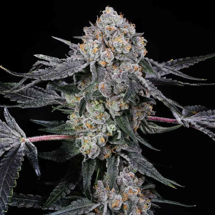 high-society-weed-seeds-compound-genetics_1.jpg