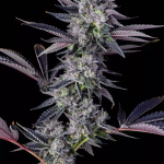 Honeycomb Pavé Feminized Cannabis Seeds by Compound Genetics