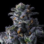 compound-genetics-uk-riot-feminized-seeds.jpg