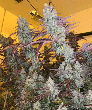 King Louis Garcia (Growers Choice Seeds)