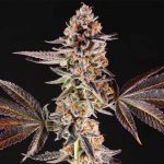 la-bomba-weed-seeds-compound-genetics_1.jpg