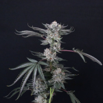 luxar-dos-compound-genetics-feminized-weed-seeds.png