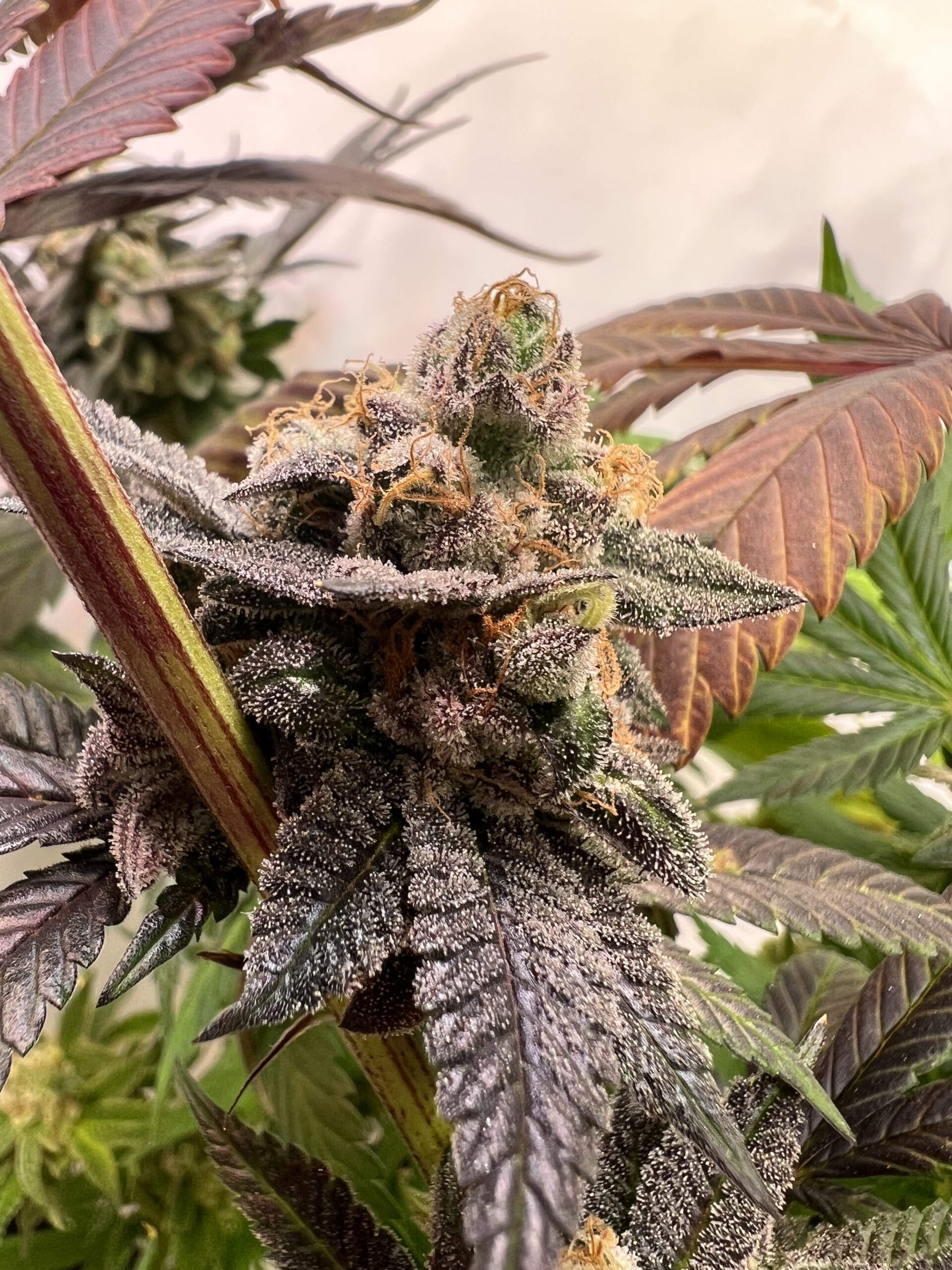 luxar-dos-compound-genetics-feminized-seeds-compound-scaled-1.jpg