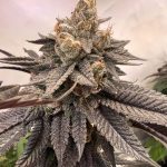 luxar-dos-compound-genetics-feminized-weed-seeds.png