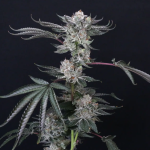 Luxar-Dos By Compound Genetics