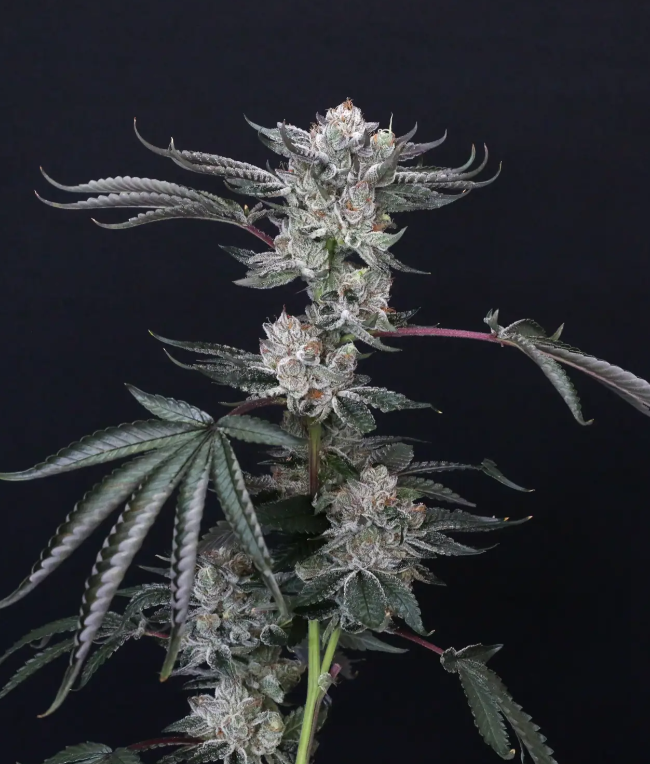 luxar-dos-compound-genetics-feminized-weed-seeds.png