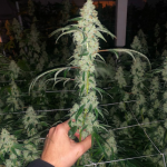 marshmallow-og-compound-genetics-feminized-seeds-compound-seeds.png