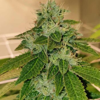 Original Cheese Female Weed Seeds by The Original Big Buddha Family Farms