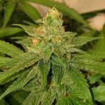 og-cheese-weed-seed-the-big-budha-family-farms-seeds_1_.jpg