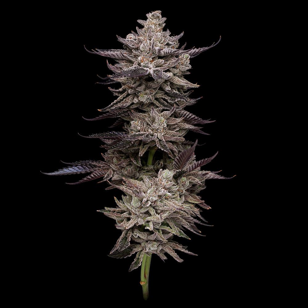 perma-funk-compound-genetics-cannabis-seeds-feminized-1.jpg
