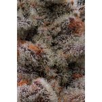 compound-genetics-perma-funk-feminized-cannabis-seeds-1.jpg
