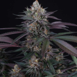 Love Cannabis - Rotten Apple Triploid - Feminized Cannabis Seeds