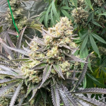 white-truffle-growers-choice-seeds-4.png