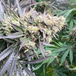 white-truffle-growers-choice-seeds-4.png