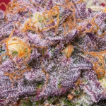 zerberry-triploid-seeds-feminized.png