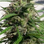 New Caledonia (Ace Seeds)