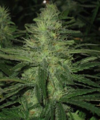 Northern Lights (Nirvana Seeds)