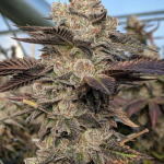 Gelato x MAC Feminized Cannabis Seeds (5/10 Seeds)