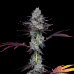 Wildcard-Female-Cannabis-Seeds-By-Compound-Genetics.jpg