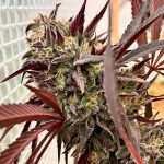 acai-jelly-strain-feminized-seeds-love-cannabis.jpg