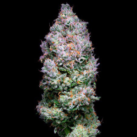 acai-jelly-strain-feminized-seeds-love-cannabis.jpg