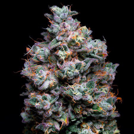 acai-jelly-strain-feminized-seeds.jpg