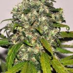 nirvana-ak-48-auto-flowering-nirvana-seeds-2.png