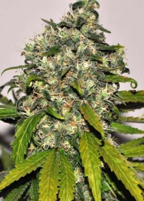 ak-48-autoflower-nirvana-seeds.jpg
