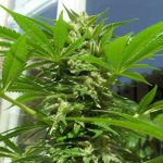 nirvana-ak48-feminized-cannabis-seeds-usa.jpg