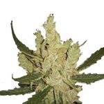 nirvana-amnesia-feminized-seeds.png