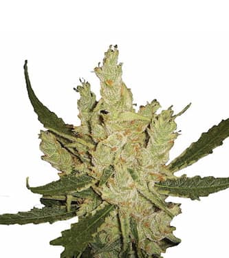 amnesia-strain-nirvana-seeds-feminized.jpg