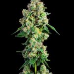 Inside-Joke-Feminized-Cannabis-Seeds-by-Compound-Genetics.jpg