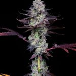 Wildcard-Female-Cannabis-Seeds-By-Compound-Genetics.jpg
