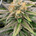 Love Cannabis - Cougar Piss - Feminized Cannabis Seeds